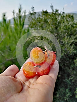 Photo of rare berry fruit photo